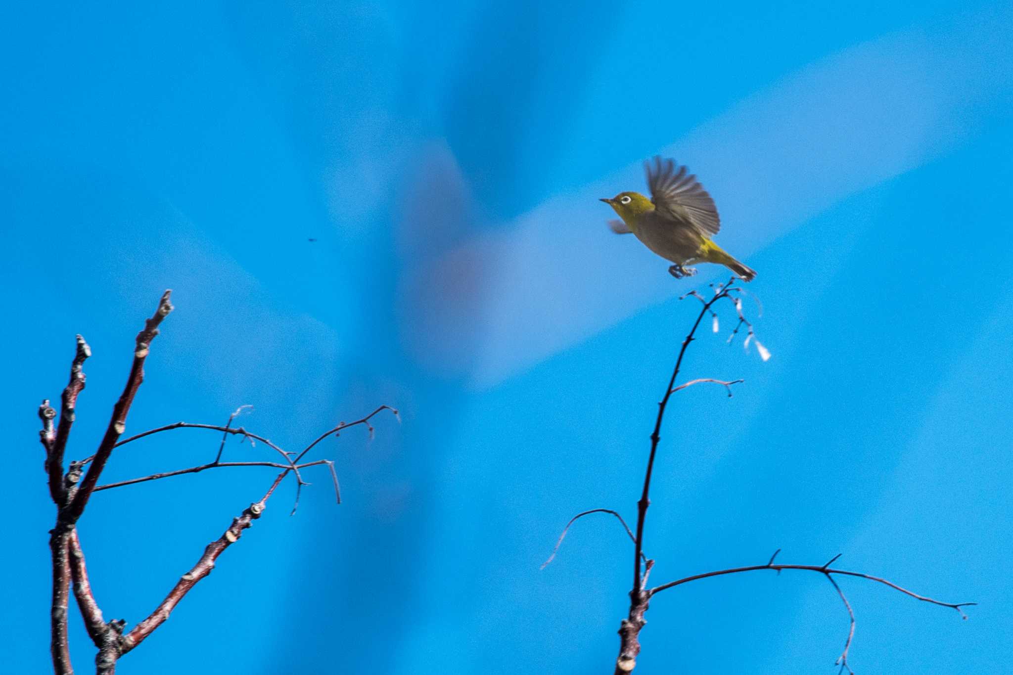 明石公園 メジロの写真 by ときのたまお