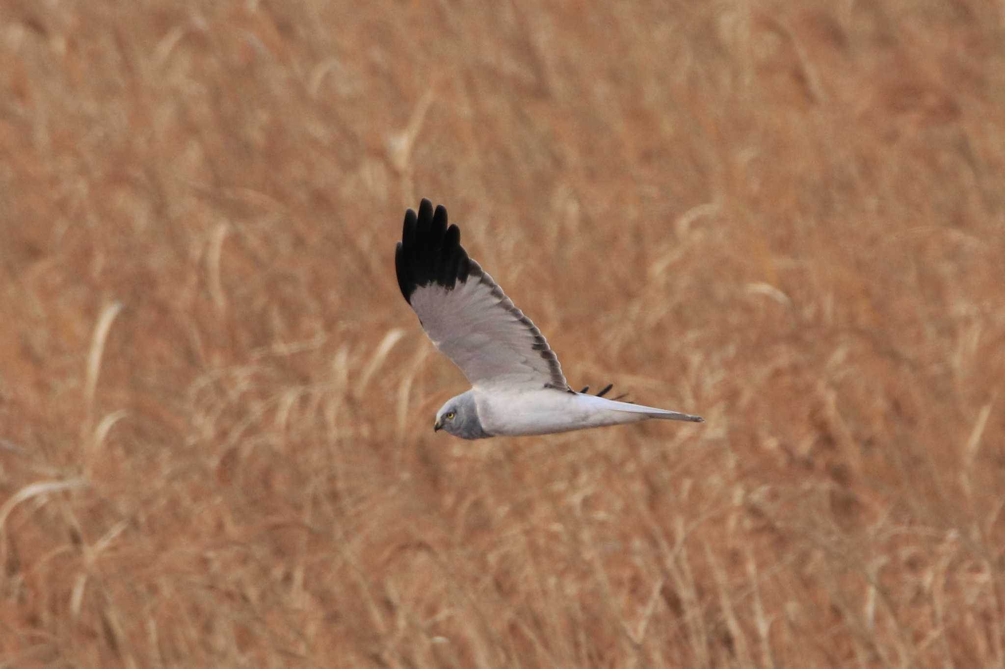 Hen Harrier