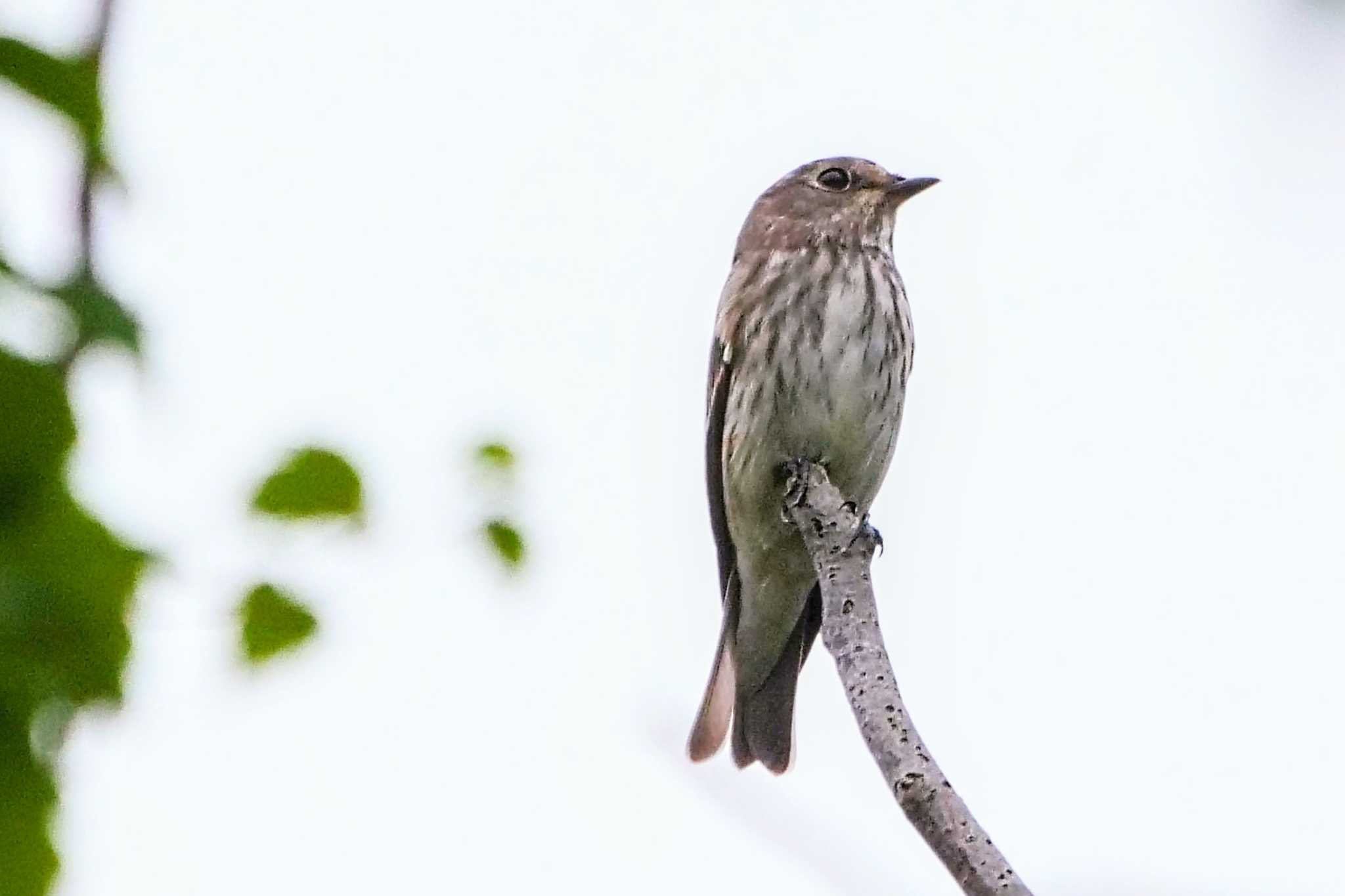 東京港野鳥公園 エゾビタキの写真 by でみちん