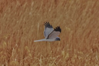 Hen Harrier Watarase Yusuichi (Wetland) Sat, 1/27/2018