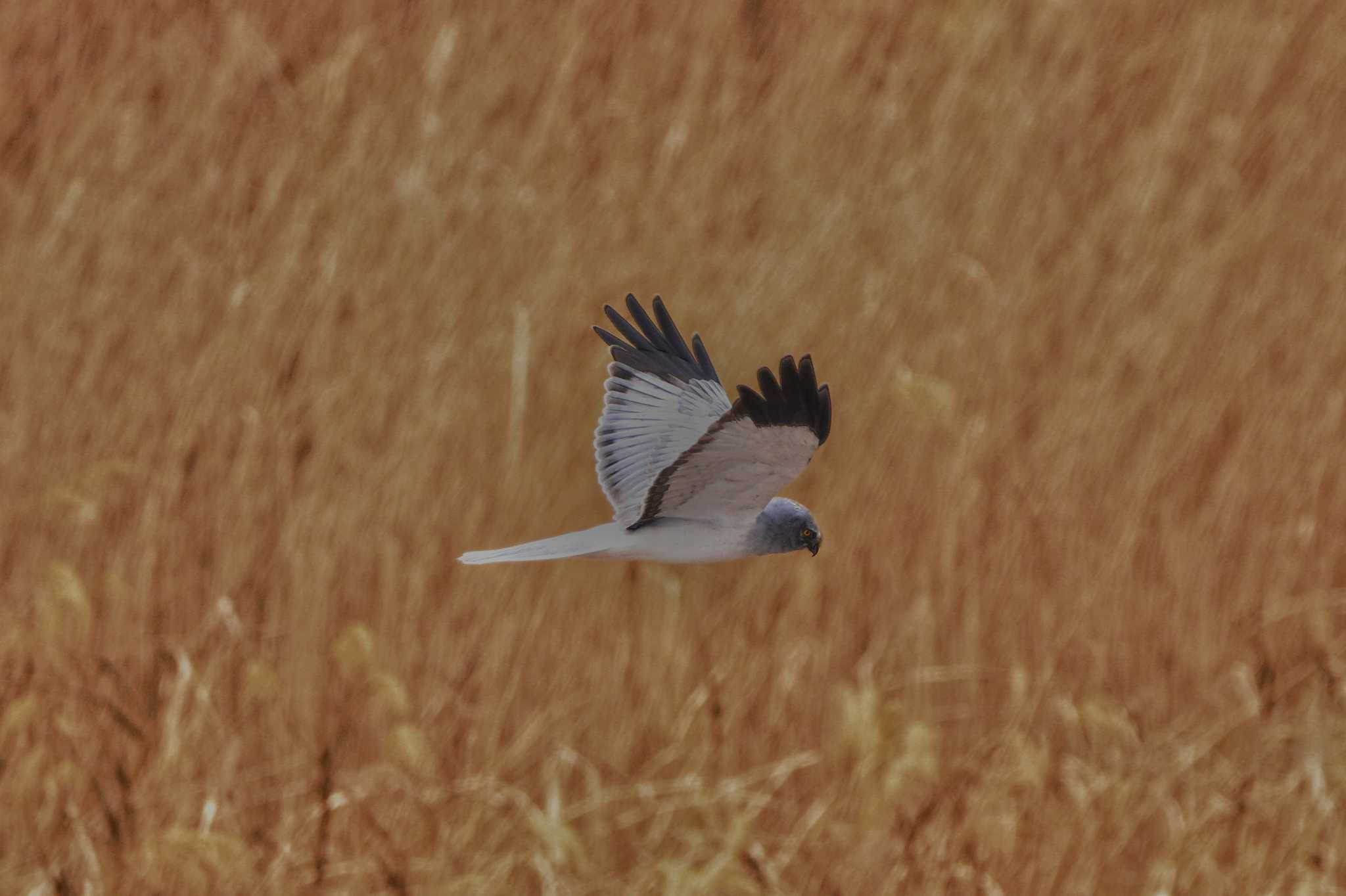 Photo of Hen Harrier at Watarase Yusuichi (Wetland) by とみやん