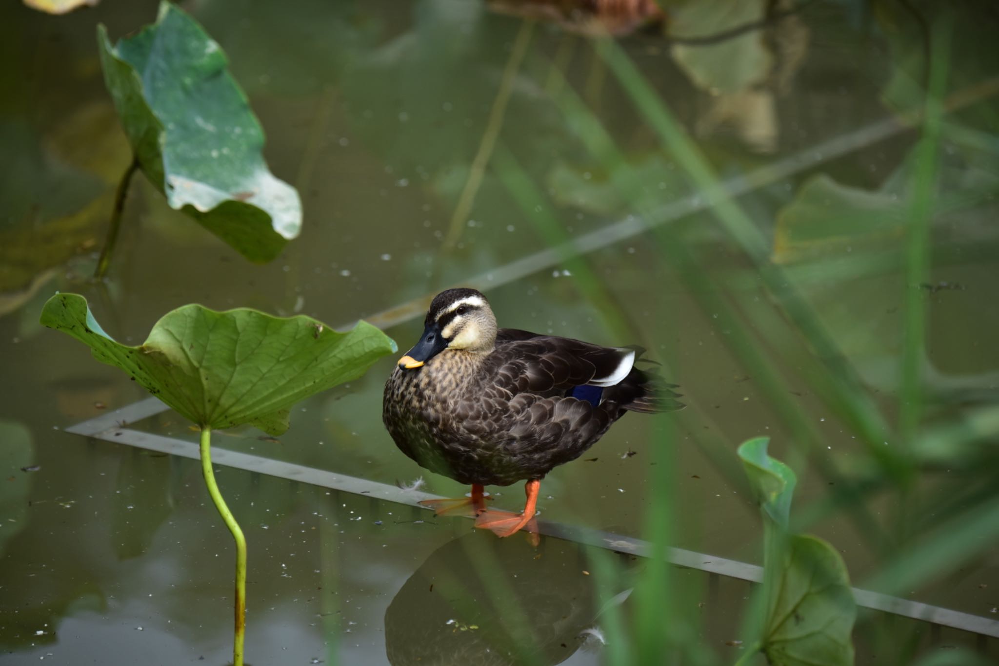 蓮華寺池公園 カルガモの写真