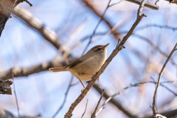 ウグイス じゅん菜池公園 2022年2月5日(土)