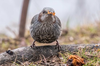 Brown-eared Bulbul Akashi Park Sat, 1/27/2018