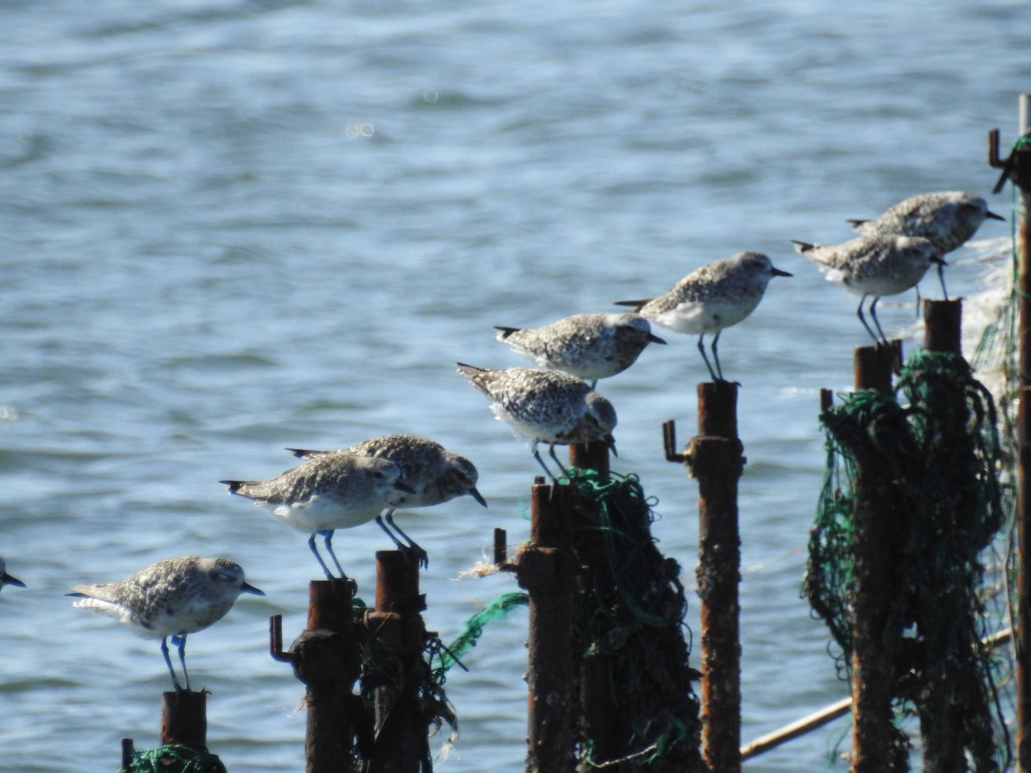 ふなばし三番瀬海浜公園 ダイゼンの写真 by Kozakuraband