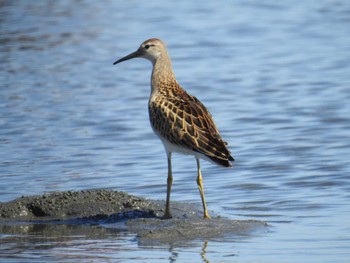 2022年9月25日(日) ふなばし三番瀬海浜公園の野鳥観察記録