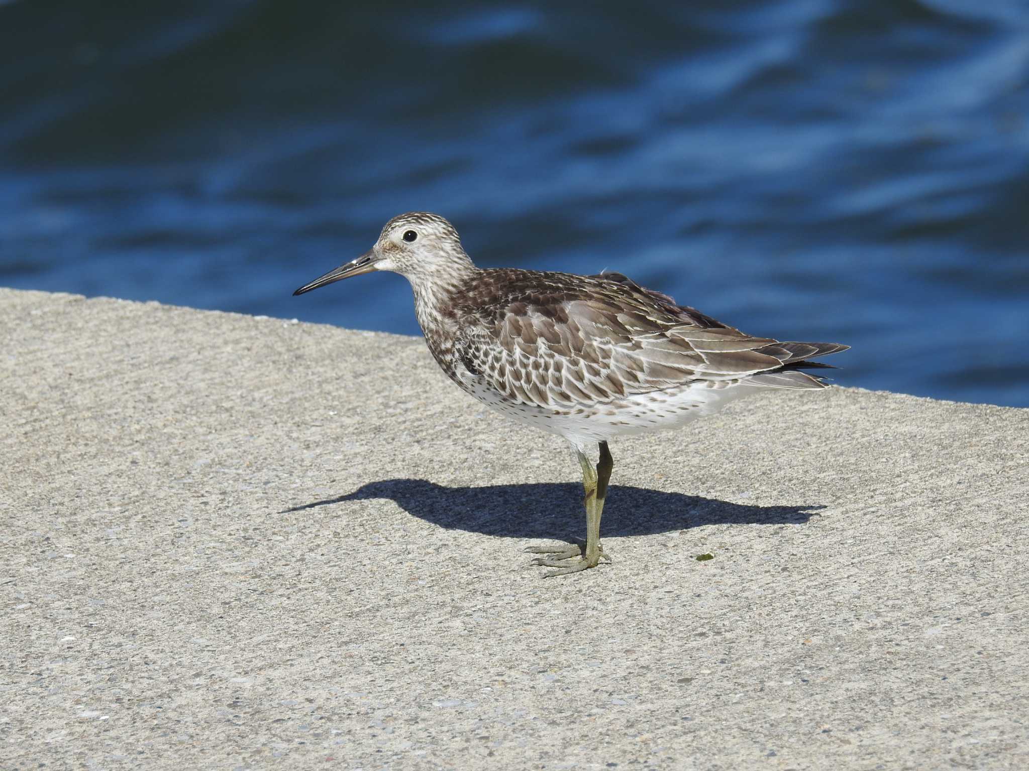 ふなばし三番瀬海浜公園 オバシギの写真 by Kozakuraband