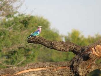 Lilac-breasted Roller ザンビア Unknown Date