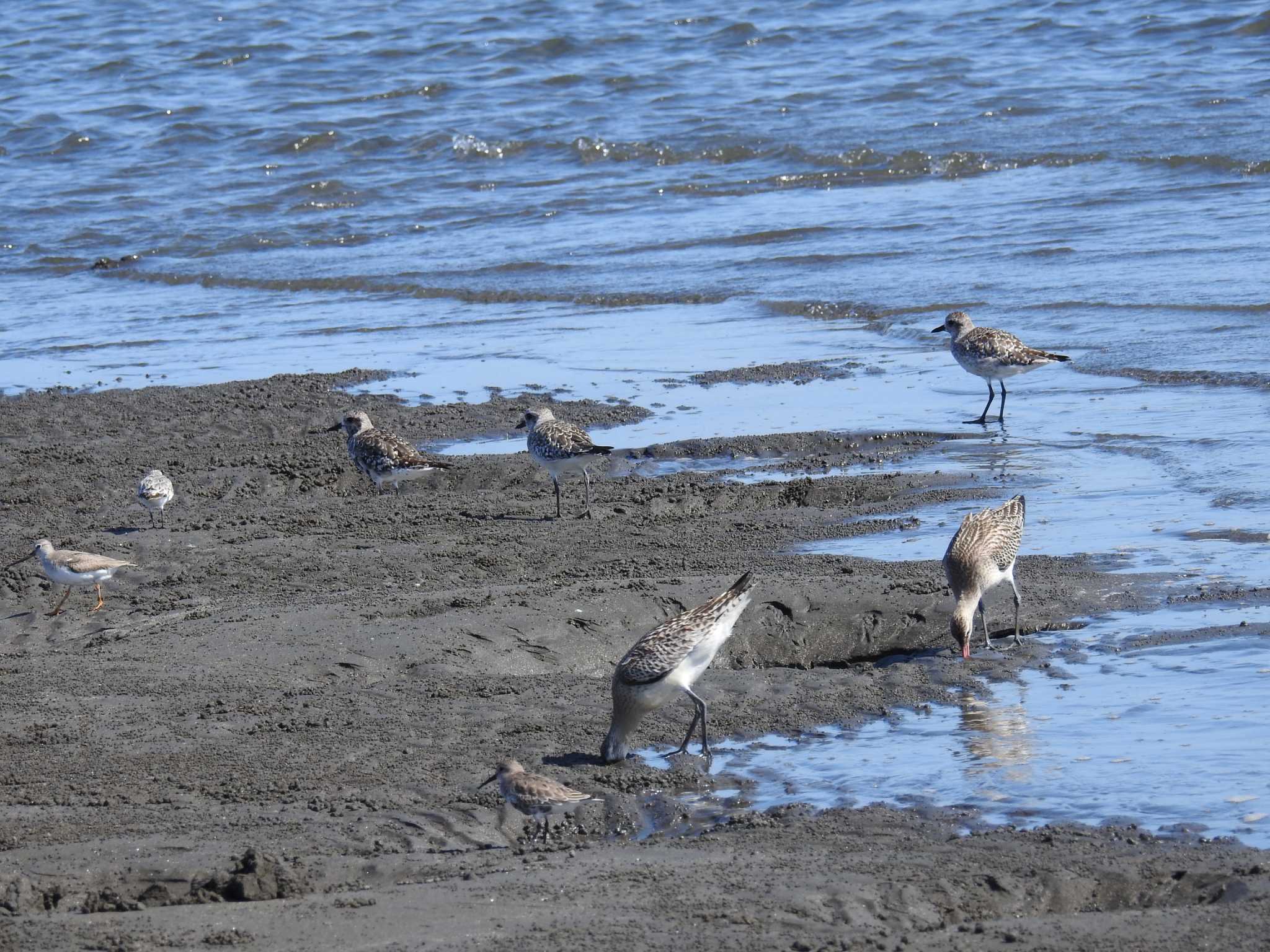 ふなばし三番瀬海浜公園 ダイゼンの写真