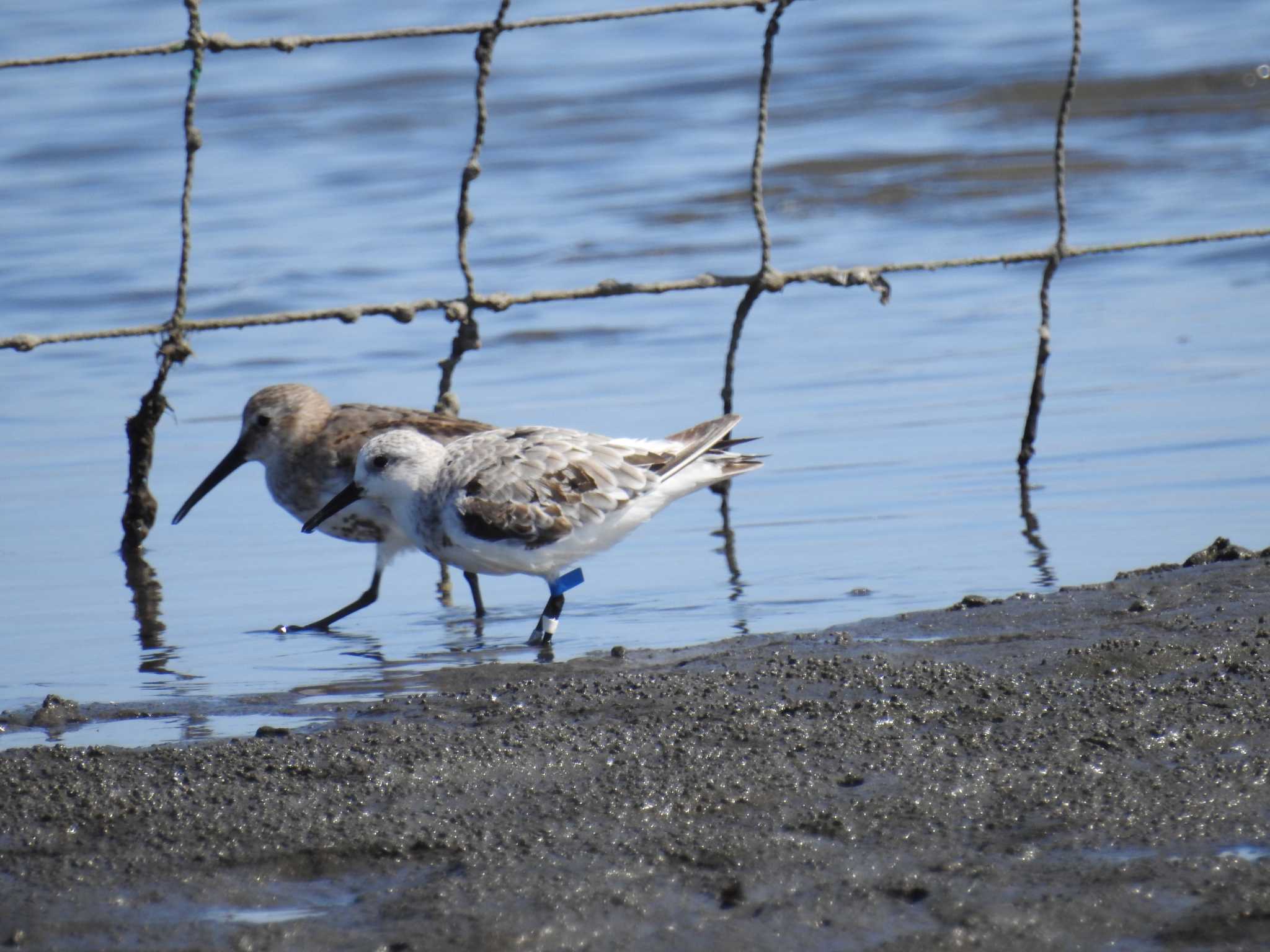 ふなばし三番瀬海浜公園 ミユビシギの写真