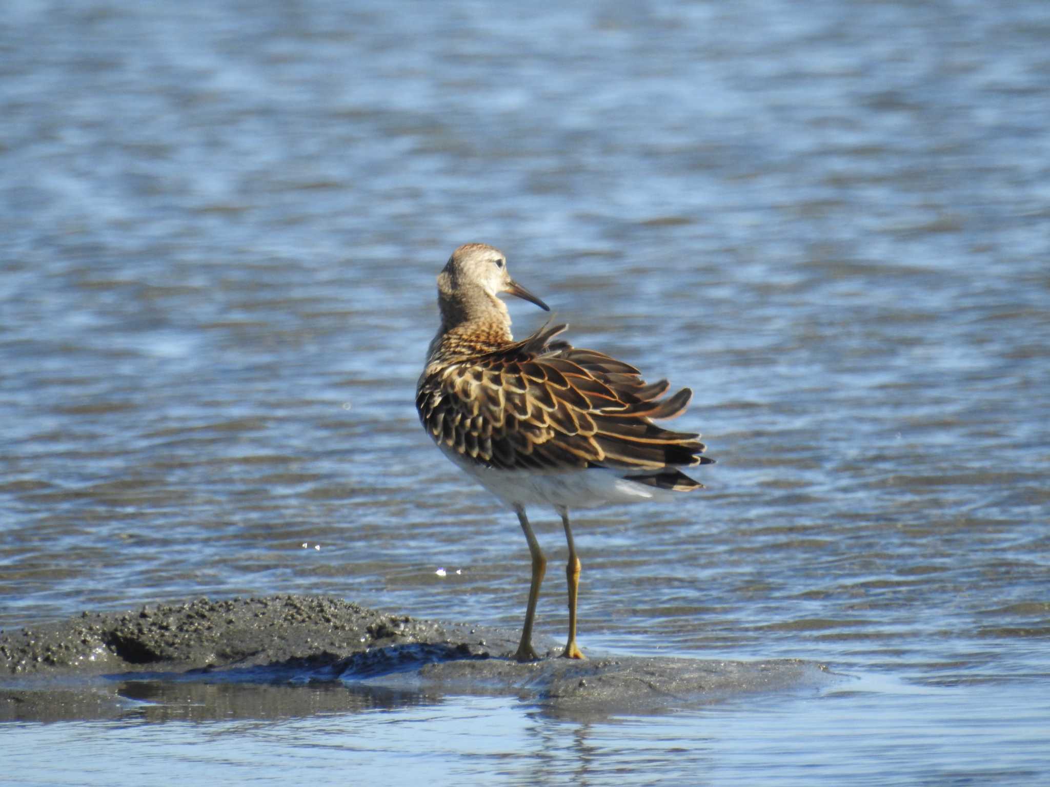 ふなばし三番瀬海浜公園 エリマキシギの写真