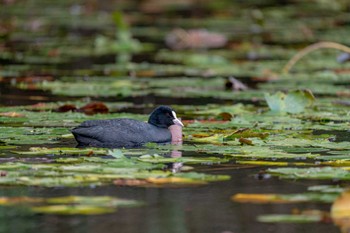 バン 千葉市昭和の森公園 2021年11月14日(日)