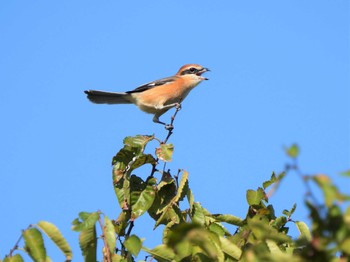 Bull-headed Shrike 馬入ふれあい公園 Sun, 9/25/2022