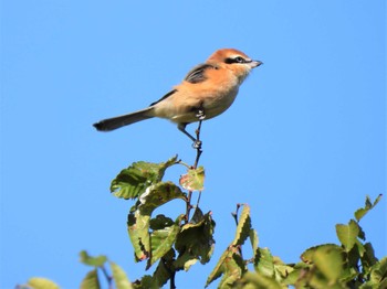 Bull-headed Shrike 馬入ふれあい公園 Sun, 9/25/2022