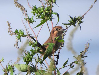 Bull-headed Shrike 馬入ふれあい公園 Sun, 9/25/2022