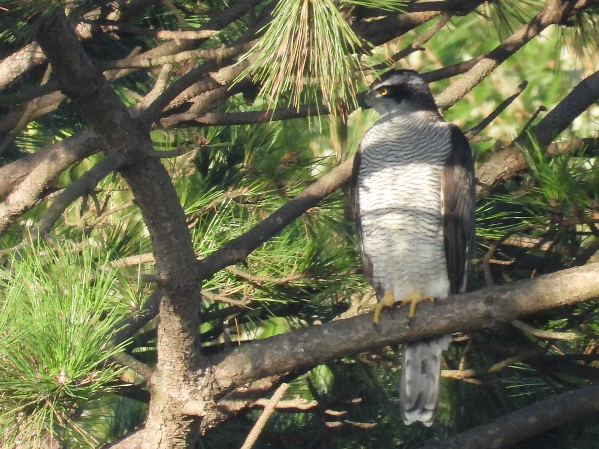 葛西臨海公園 オオタカの写真 by Toru Koido