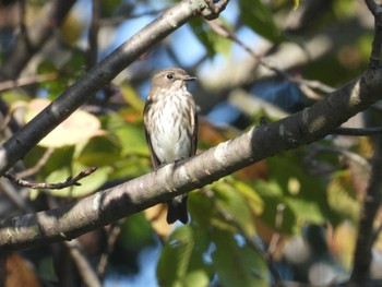 2022年9月25日(日) 葛西臨海公園の野鳥観察記録