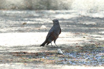 イソヒヨドリ 夙川河川敷緑地(夙川公園) 2022年8月11日(木)