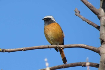 Daurian Redstart 埼玉県上尾市 Tue, 2/6/2018