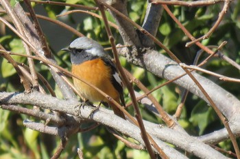 Daurian Redstart 埼玉県上尾市 Tue, 2/6/2018