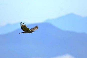 Crested Honey Buzzard Shirakaba-touge Sun, 9/25/2022