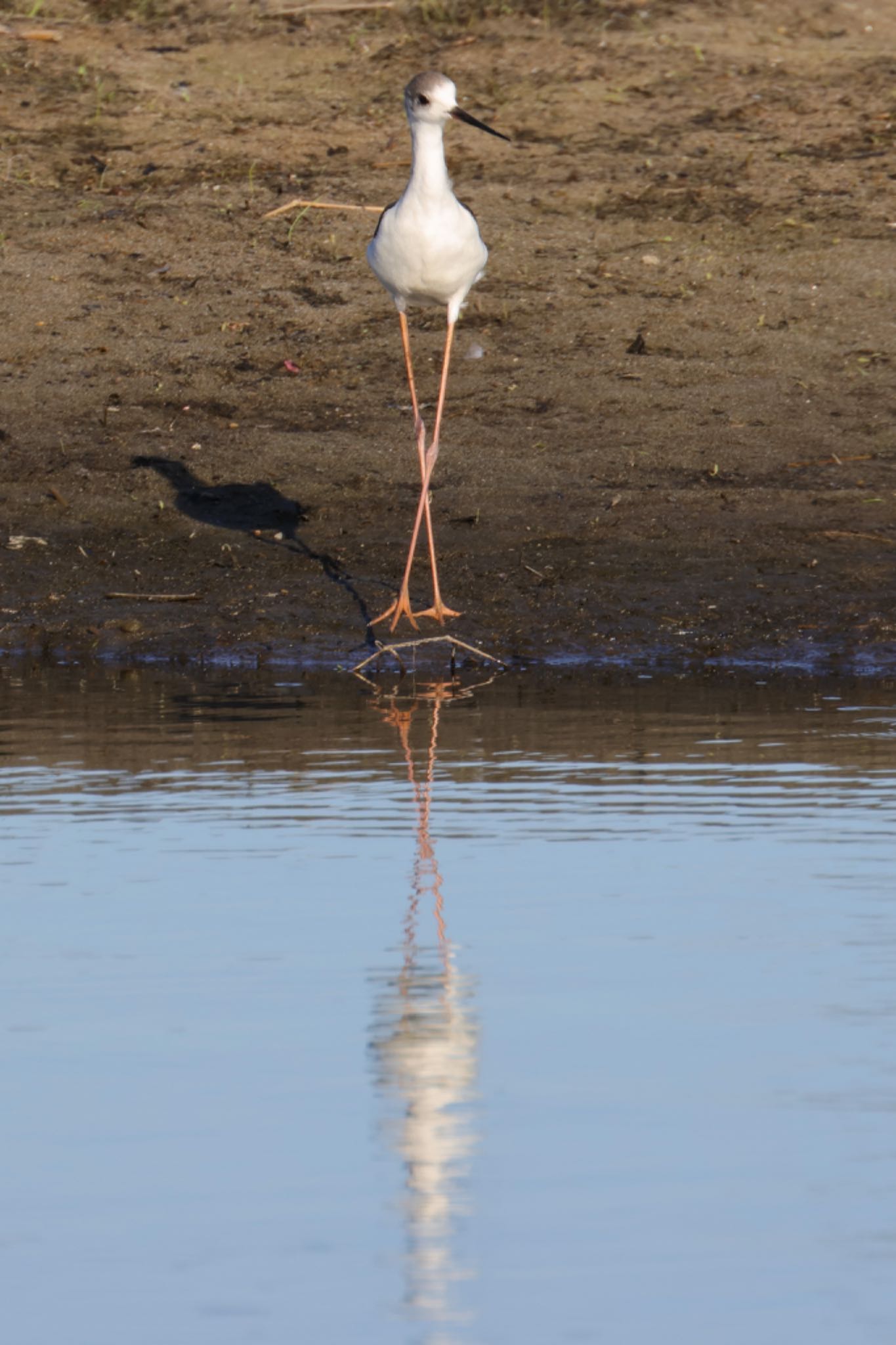 Black-winged Stilt