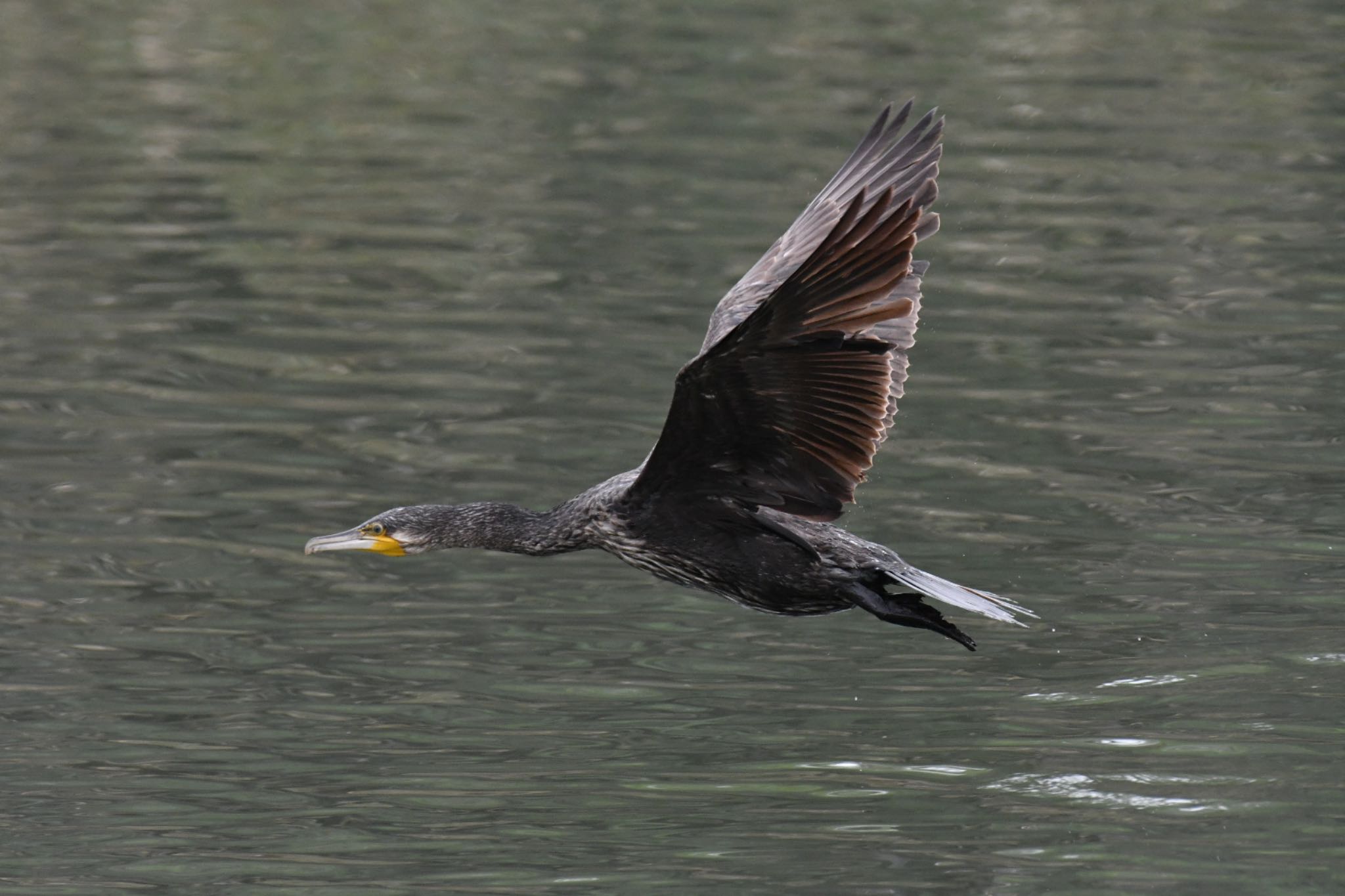 東京港野鳥公園 カワウの写真 by がぶたん