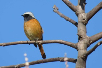 Daurian Redstart 埼玉県上尾市 Tue, 2/6/2018