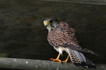 チョウゲンボウ 茨城県つくば市 2022年9月24日(土)