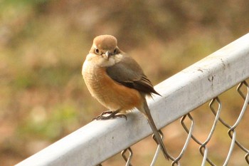 モズ 大倉山公園 2018年2月3日(土)