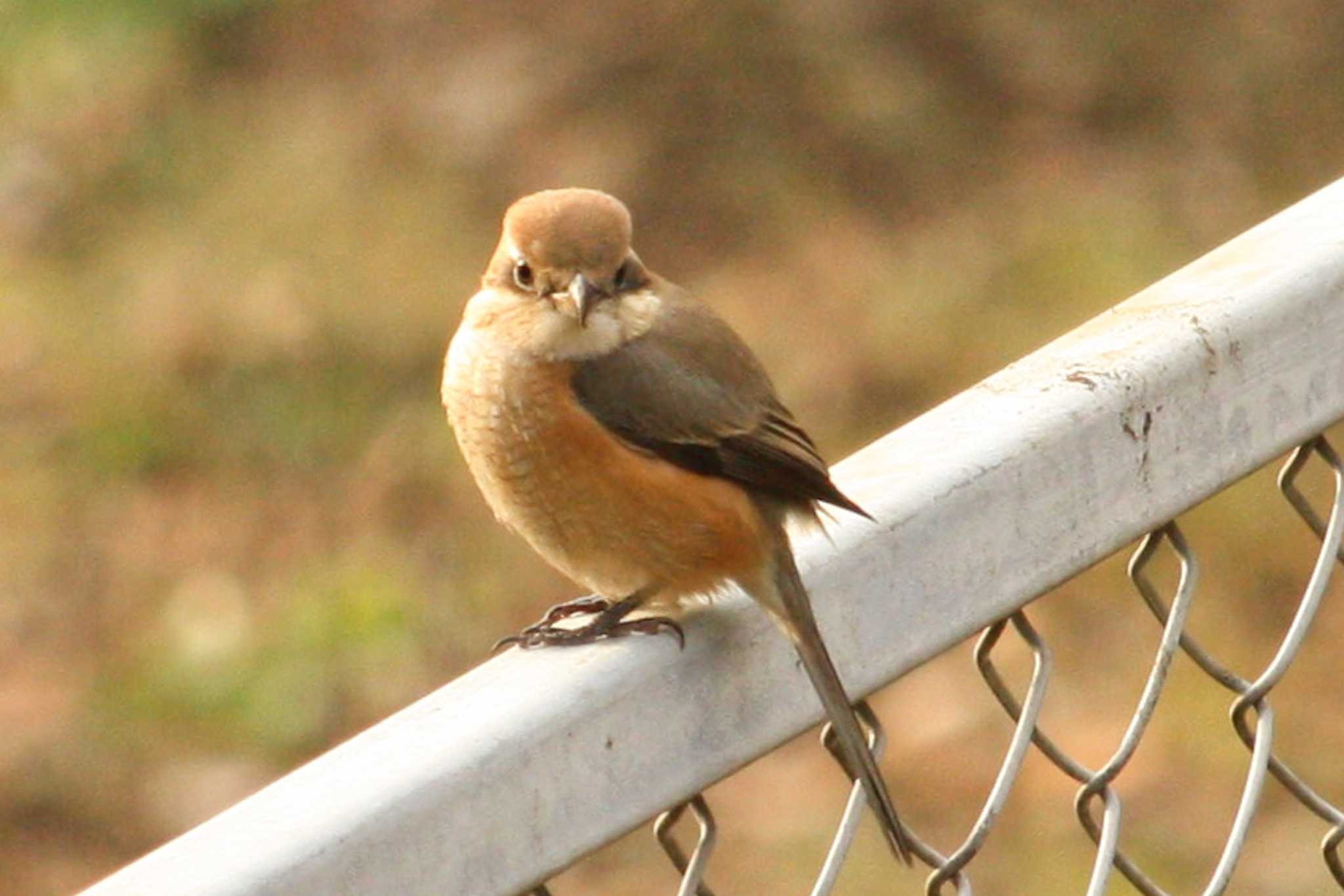 Bull-headed Shrike