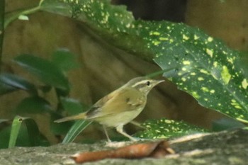 2022年9月26日(月) 京都御苑の野鳥観察記録