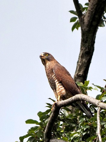 サシバ 守谷 四季の里公園 2022年9月17日(土)