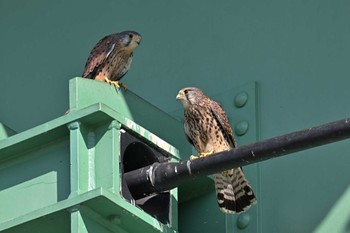 チョウゲンボウ 相模川 2022年9月26日(月)