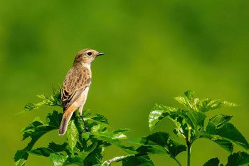 Amur Stonechat 狭山湖堤防 Mon, 9/26/2022