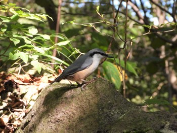 ゴジュウカラ 伊香保森林公園 2022年9月26日(月)