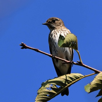 2022年9月26日(月) 権現山(弘法山公園)の野鳥観察記録