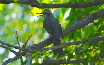 2022年9月26日(月) 恩智川治水緑地の野鳥観察記録