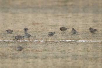 ヒバリ 酒匂川 2018年2月4日(日)