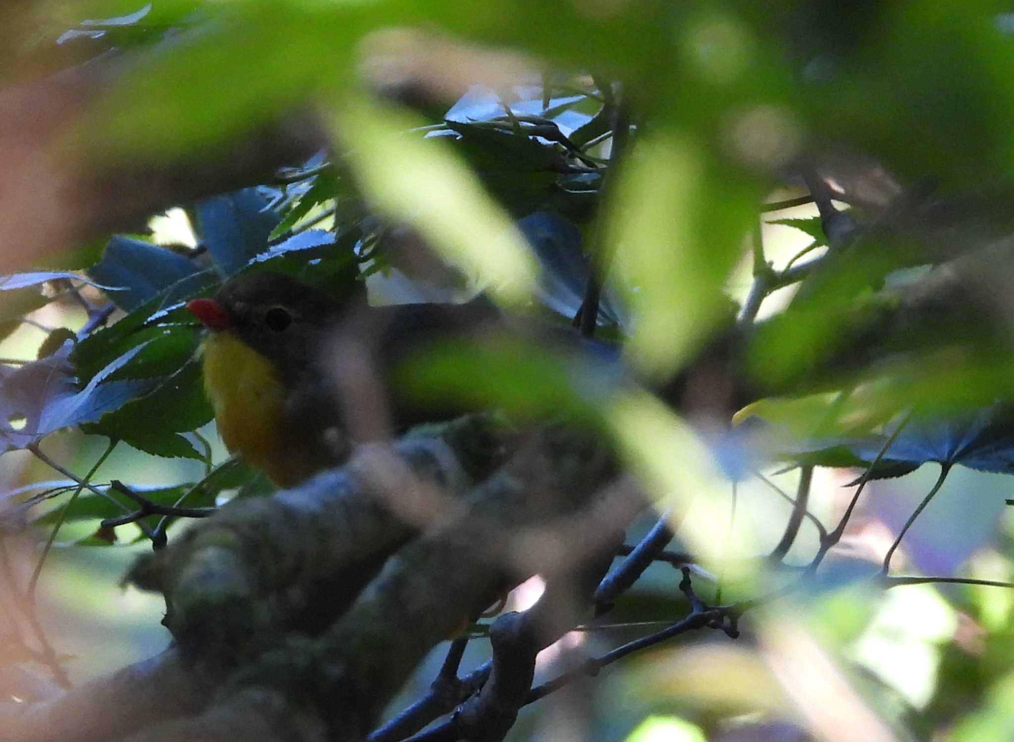 Red-billed Leiothrix