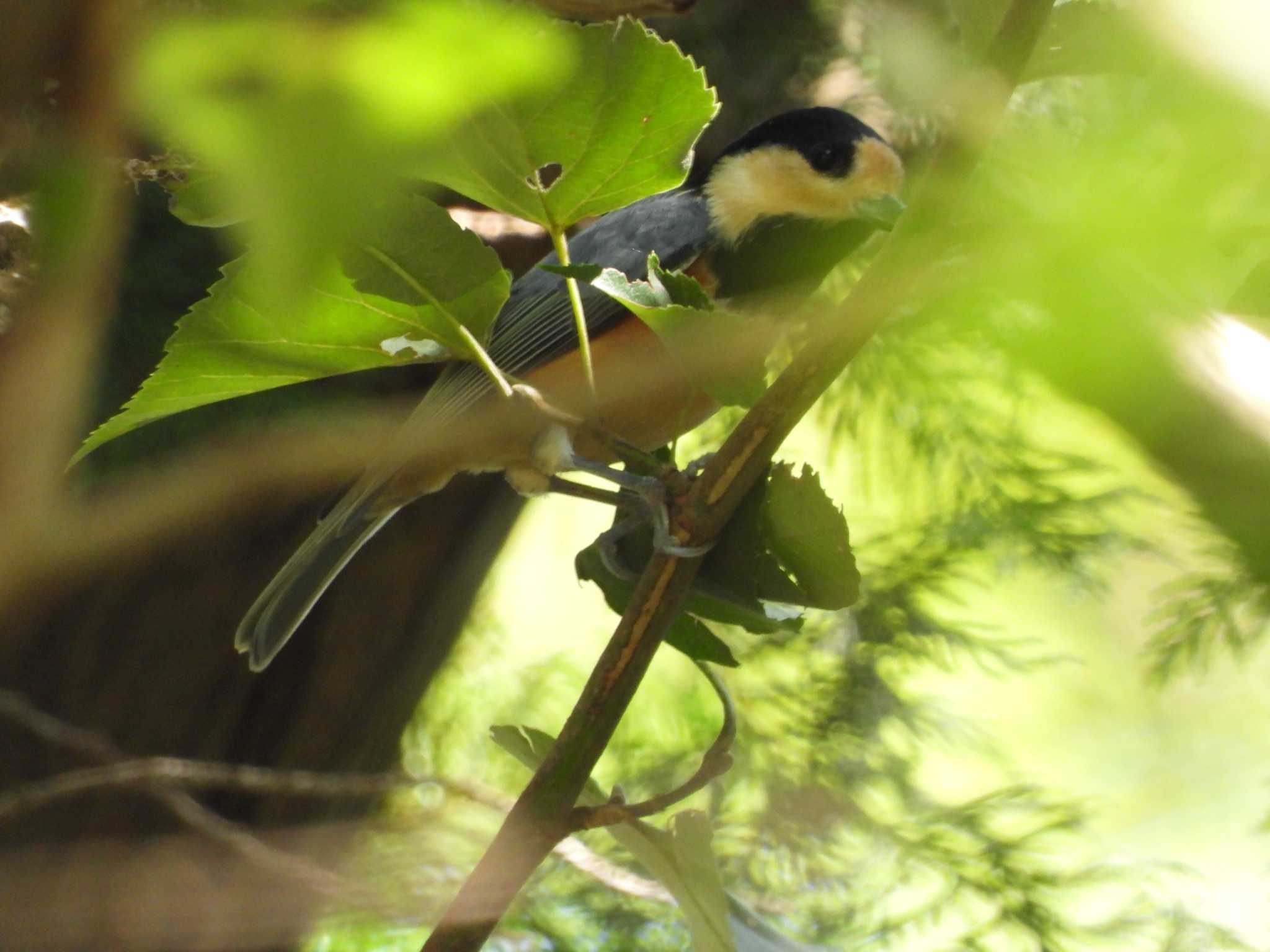 Varied Tit