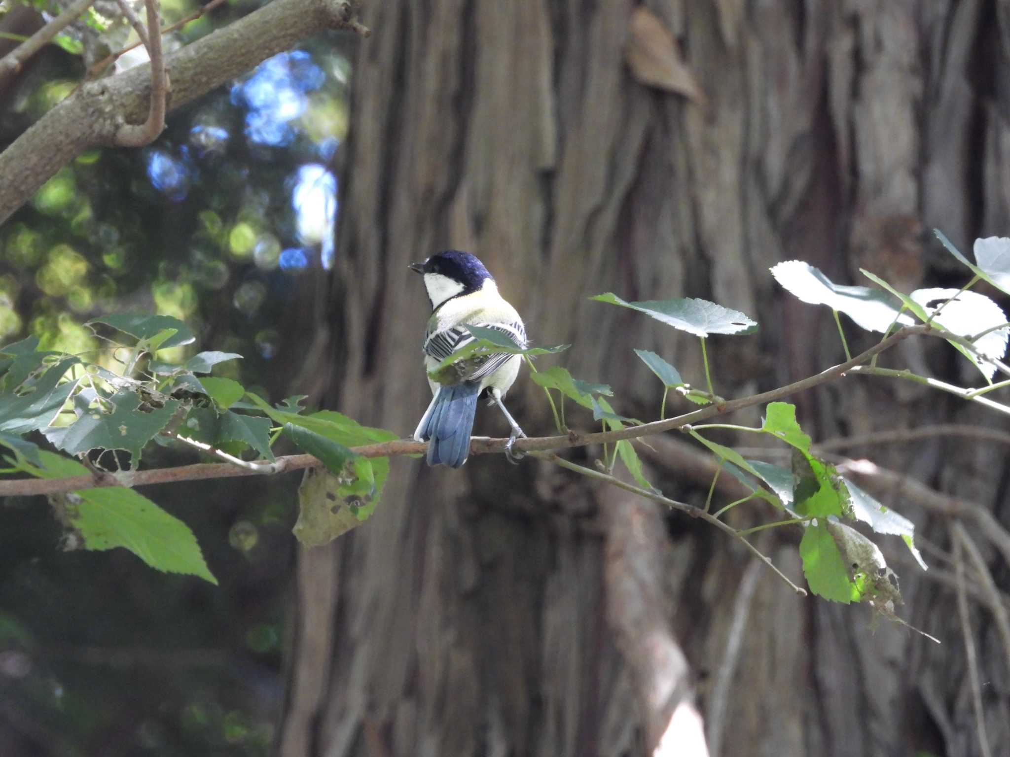 Japanese Tit