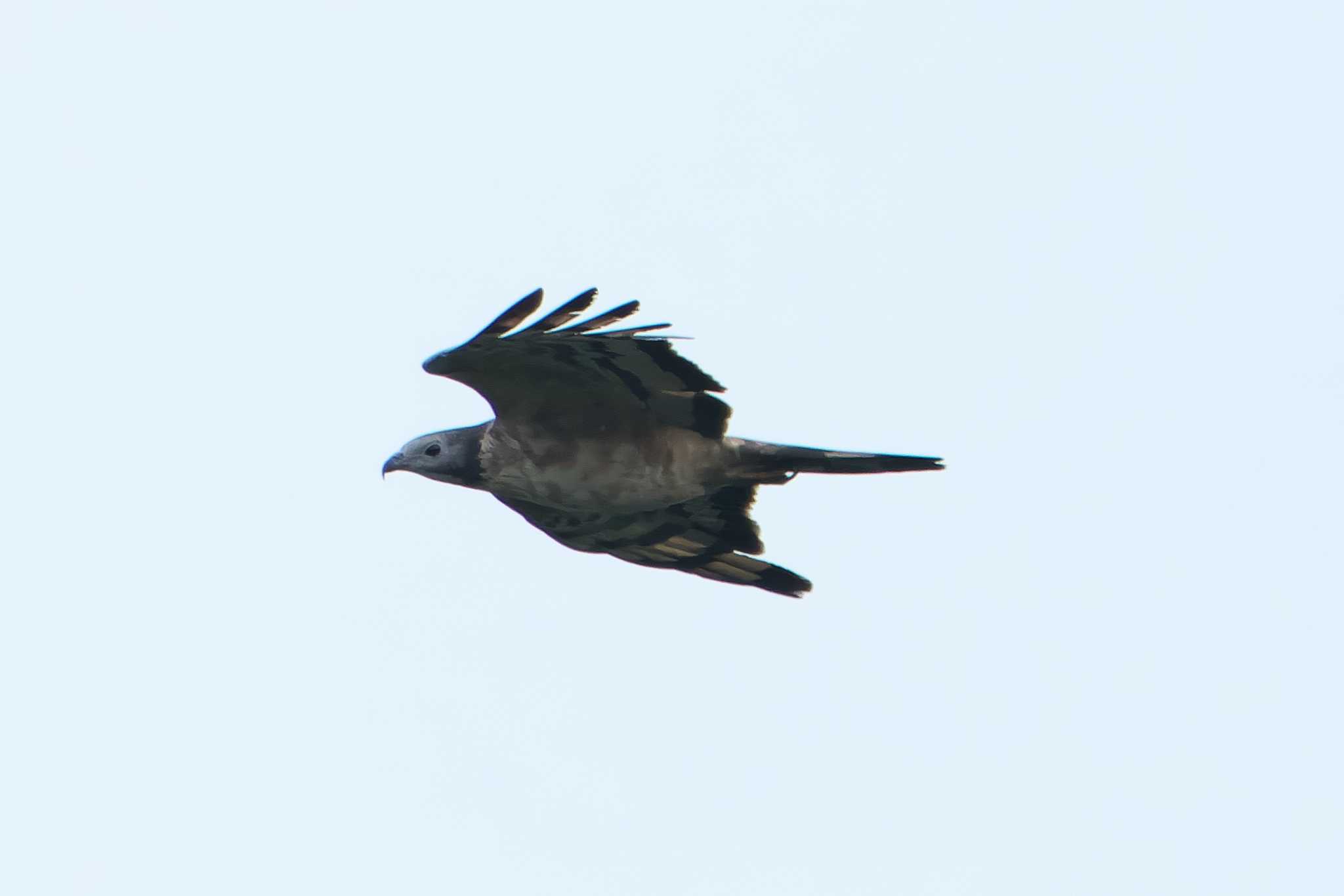 Crested Honey Buzzard