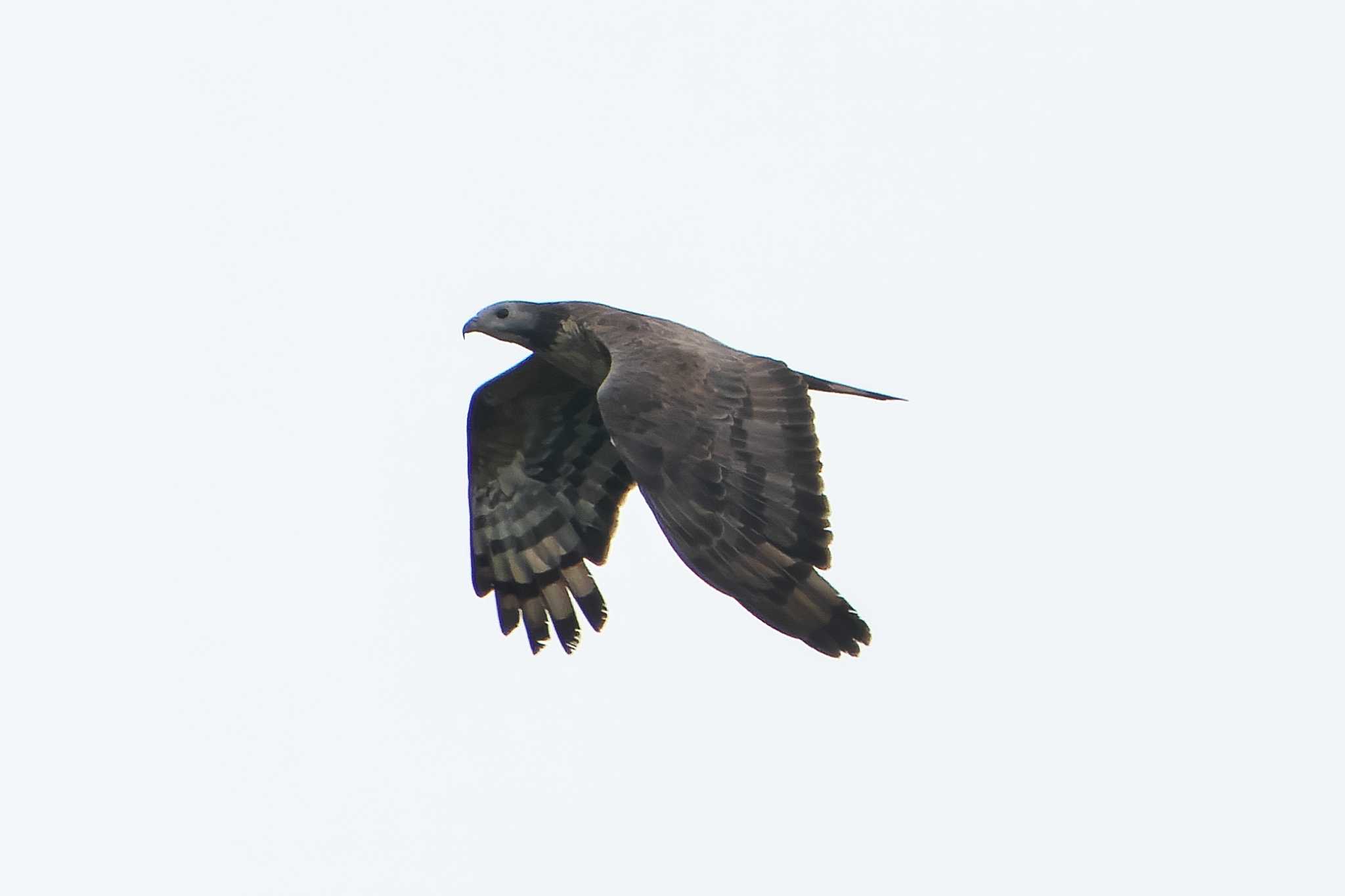 Crested Honey Buzzard