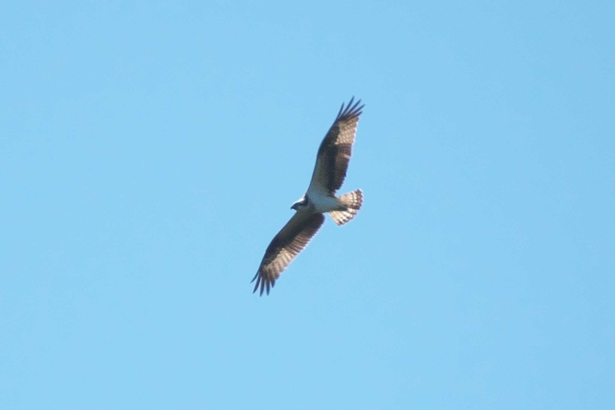 Photo of Osprey at 池子の森自然公園 by Y. Watanabe