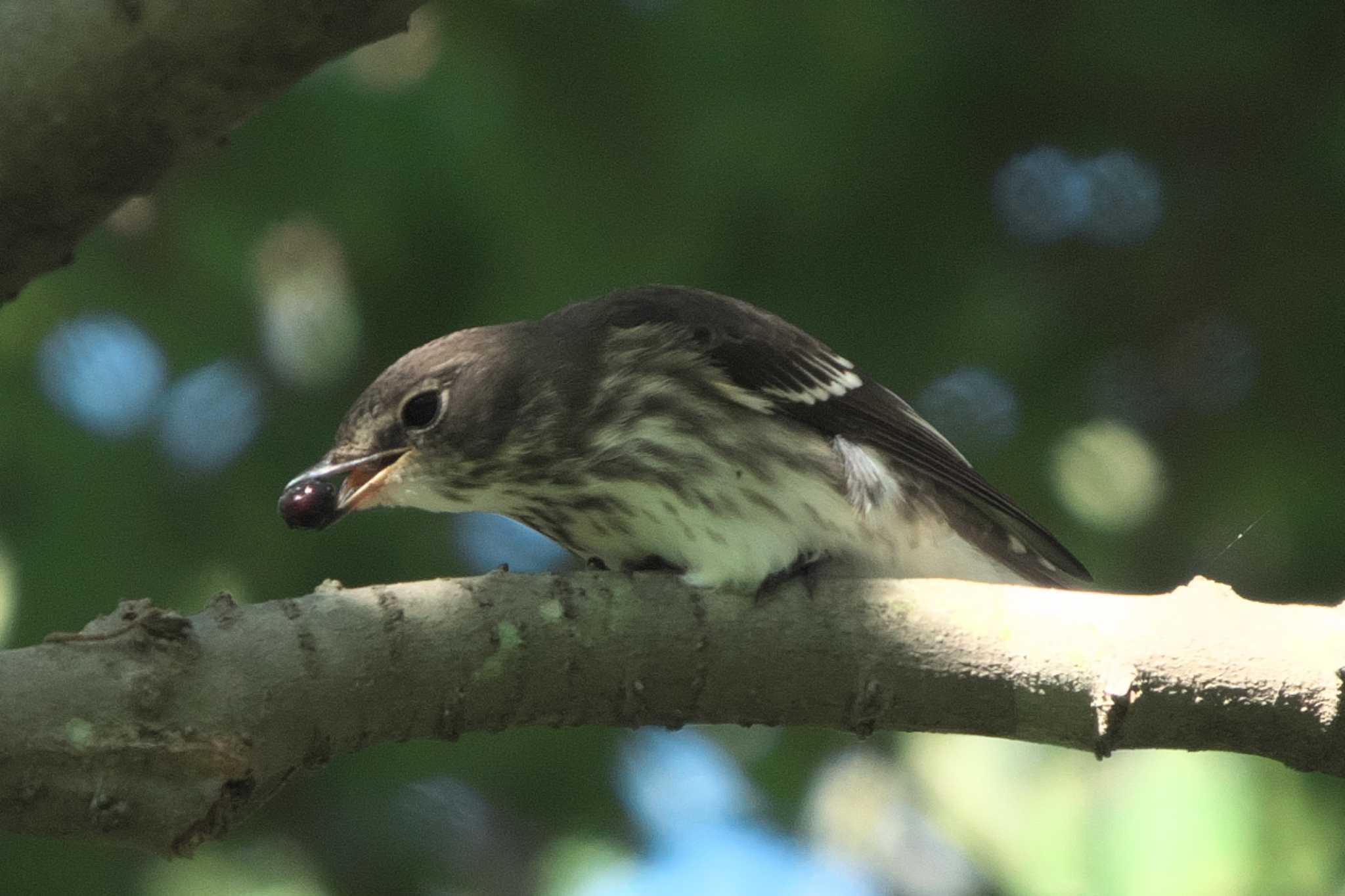 Photo of Grey-streaked Flycatcher at 池子の森自然公園 by Y. Watanabe