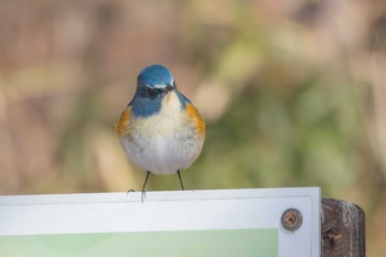 ルリビタキ 津久井湖城山公園 2018年1月26日(金)