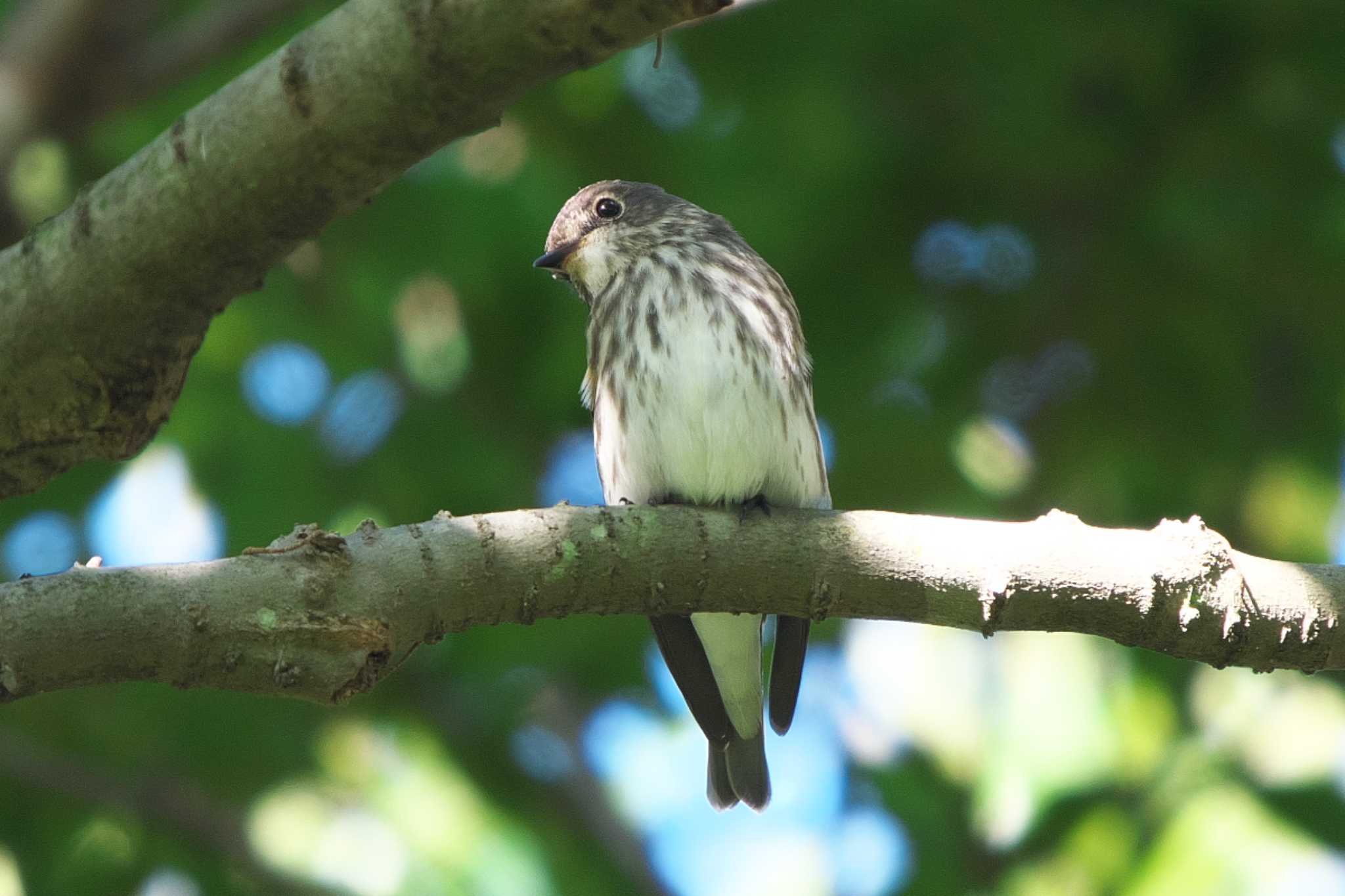 Photo of Grey-streaked Flycatcher at 池子の森自然公園 by Y. Watanabe