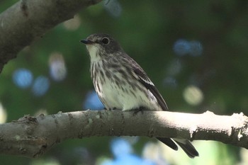 Sun, 9/25/2022 Birding report at 池子の森自然公園