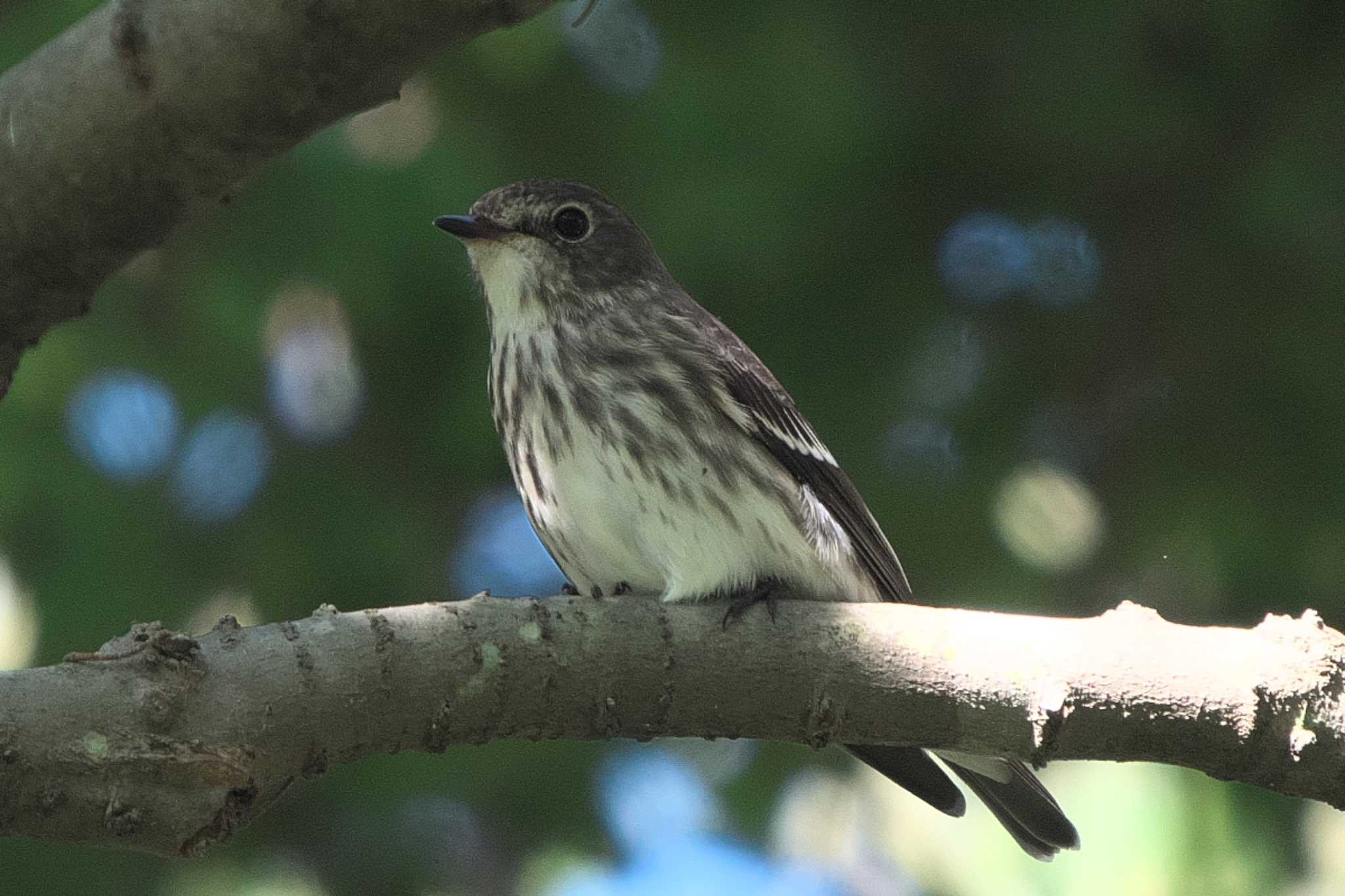 Photo of Grey-streaked Flycatcher at 池子の森自然公園 by Y. Watanabe